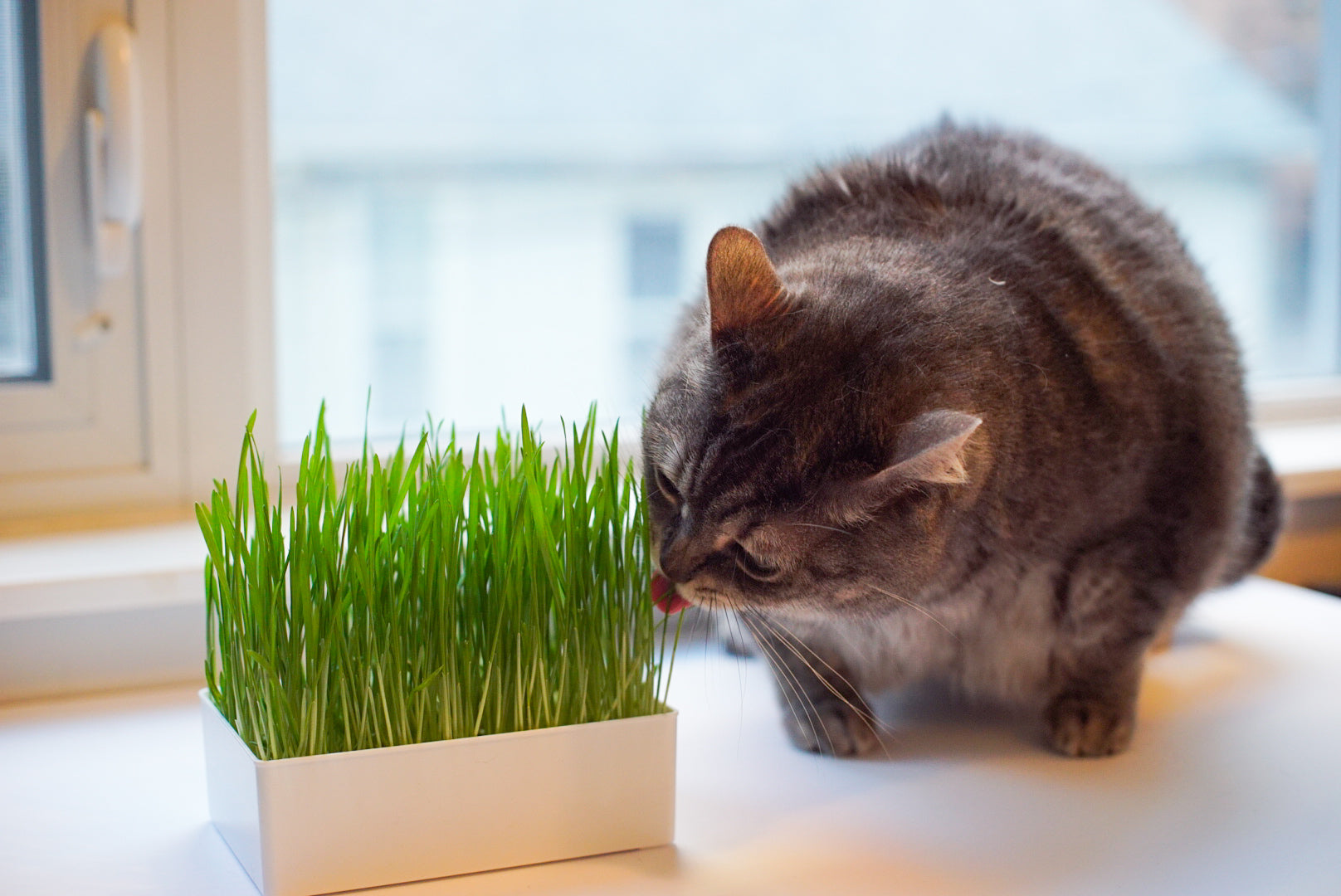 What is Cat Grass and How Does It Benefit Your Feline Friends?