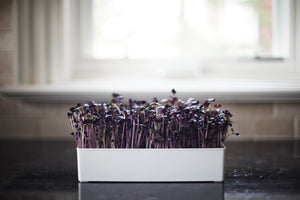 What Are Microgreens? A Summary of Everything You Need To Know