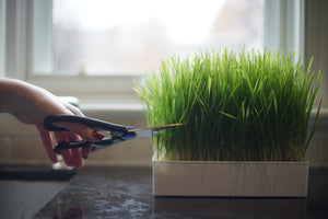 How to Harvest and Store Your Microgreens and Wheatgrass
