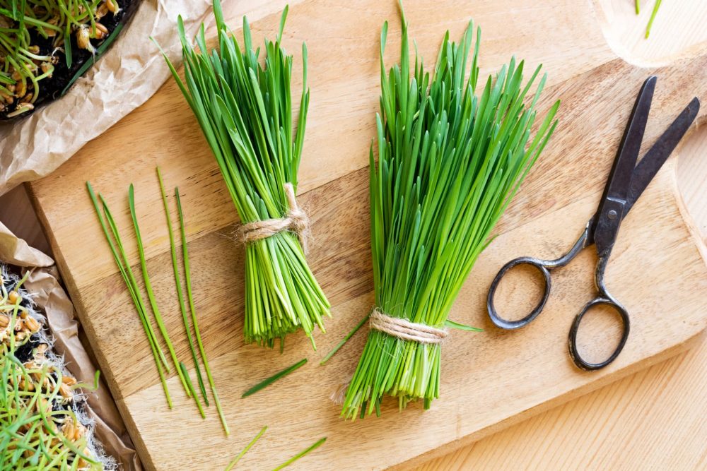How to Juice Wheatgrass Without A Juicer