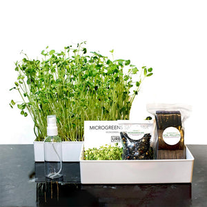 Microgreens Salad Mix Kit: The Fan Favourite Indoor Garden Grow Kit