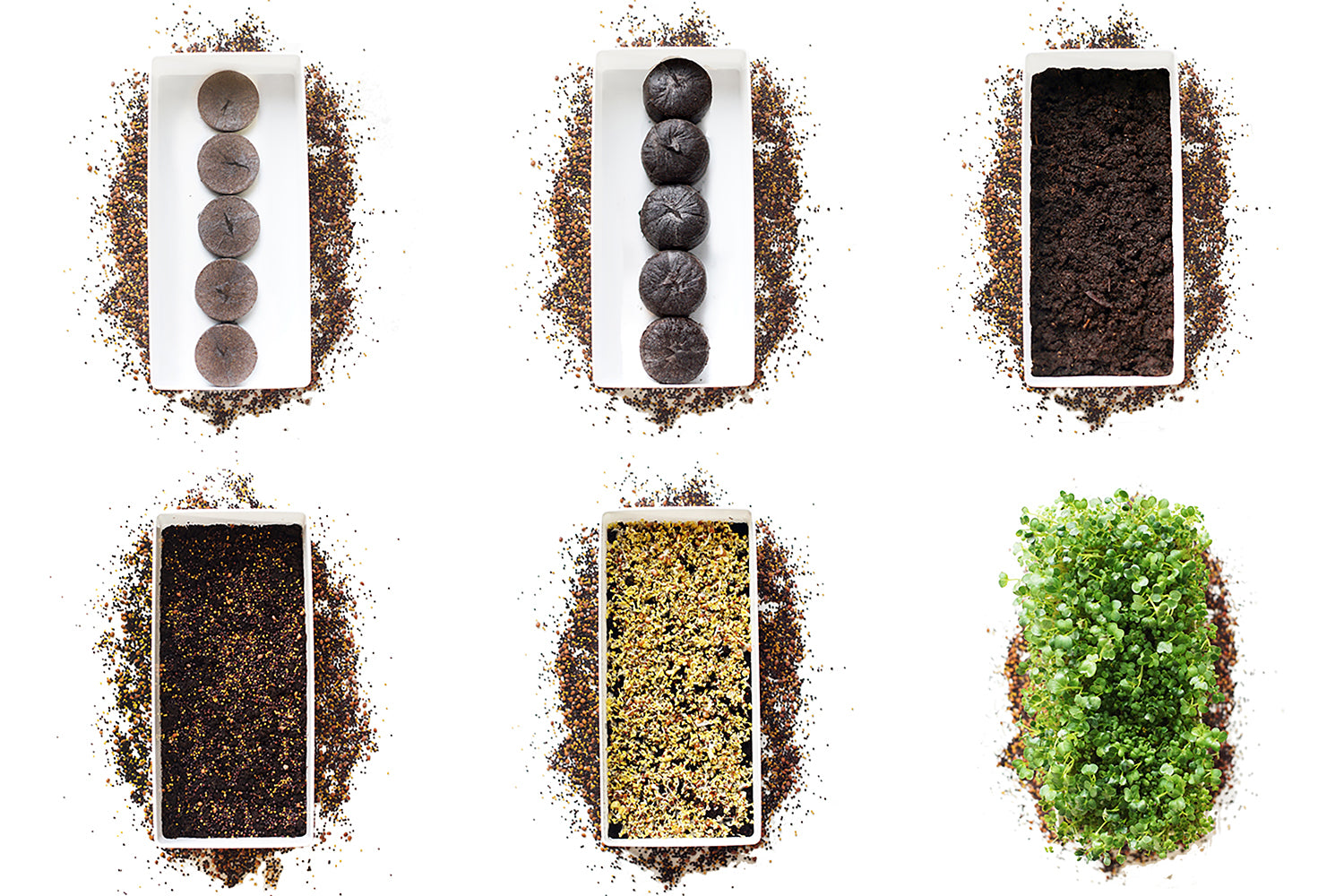 Microgreens Starter Kit 3-Pack - Broccoli Brassica, Microgreen Salad Mix & Wheatgrass - Urban Minimalist