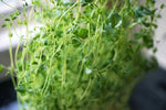 Grow Your Own Microgreens Salad Mix Kit - Urban Minimalist