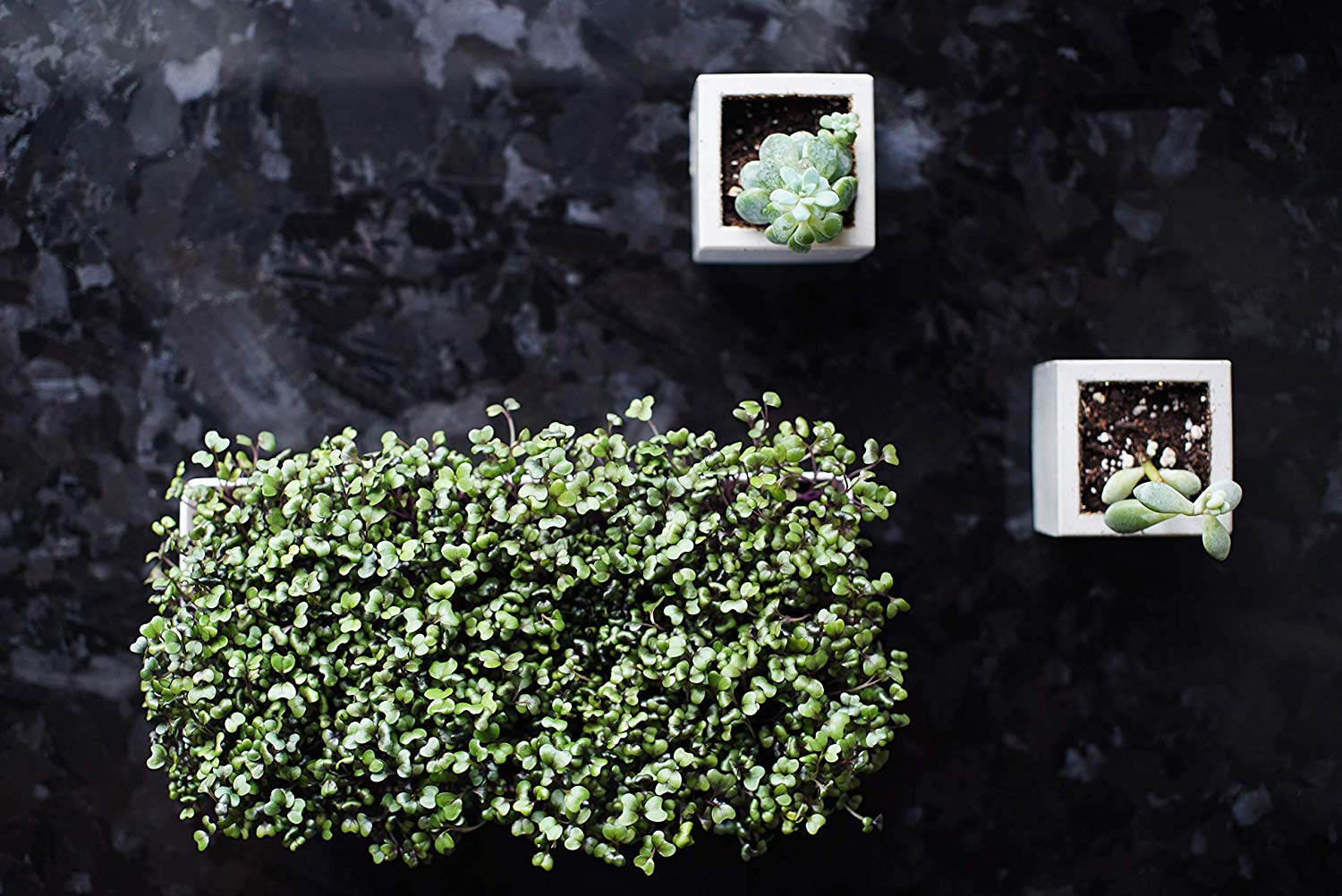 Grow Your Own Red Cabbage Microgreens Kit - Urban Minimalist