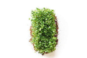 Grow Your Own Broccoli Brassica Microgreens Kit - Urban Minimalist