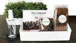 Microgreens Starter Kit 3-Pack - Broccoli Brassica, Red Cabbage & Wheatgrass - Urban Minimalist
