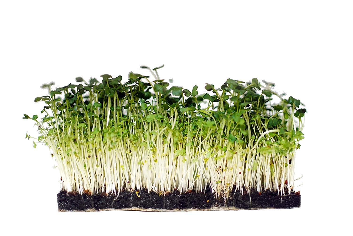 Grow Your Own Broccoli Brassica Microgreens Kit - Urban Minimalist