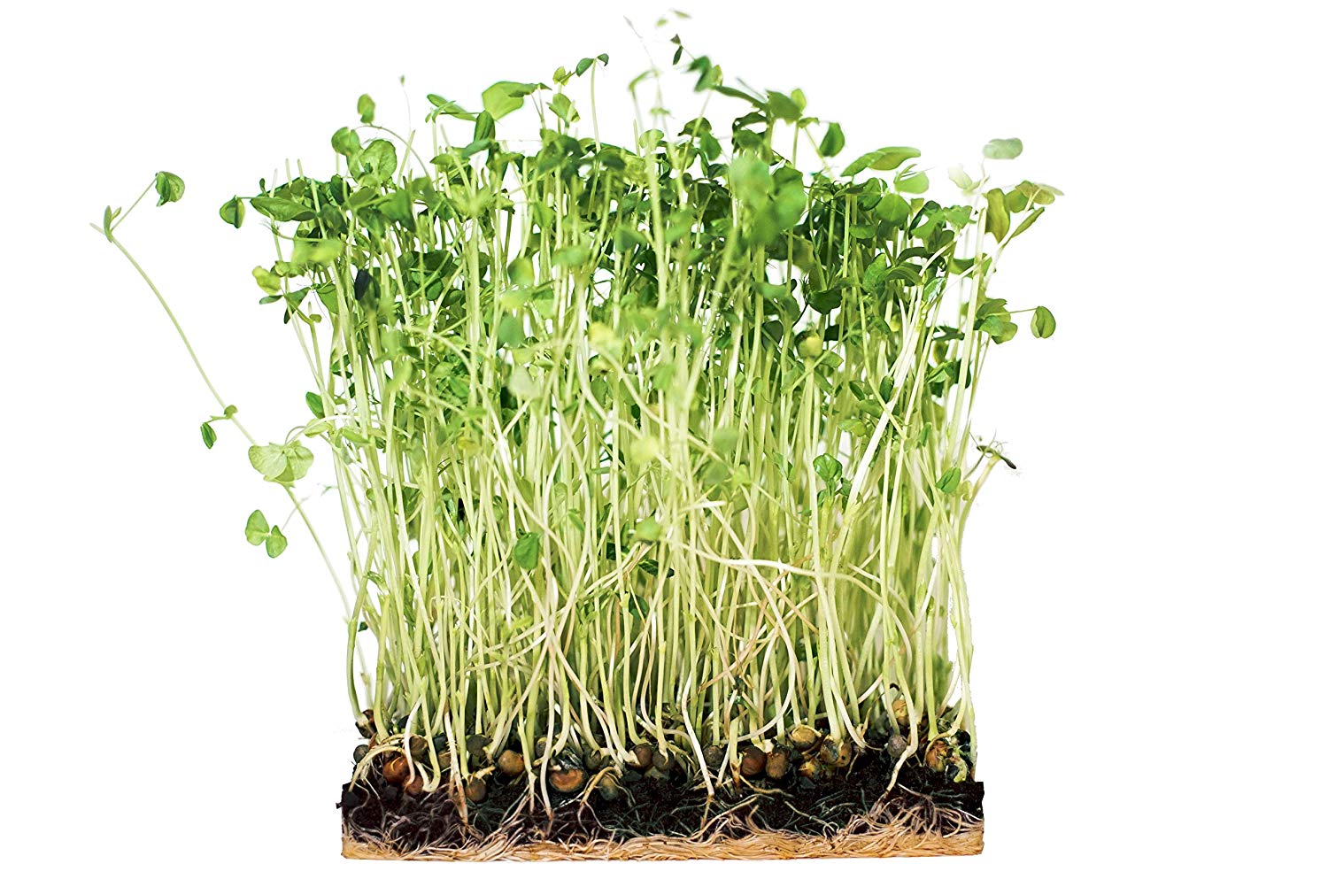 Grow Your Own Microgreens Salad Mix Kit - Urban Minimalist