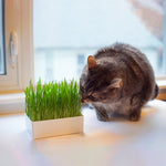 Grow Your Own Cat Grass Kit - Urban Minimalist