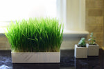 Grow Your Own Wheatgrass Kit - Urban Minimalist