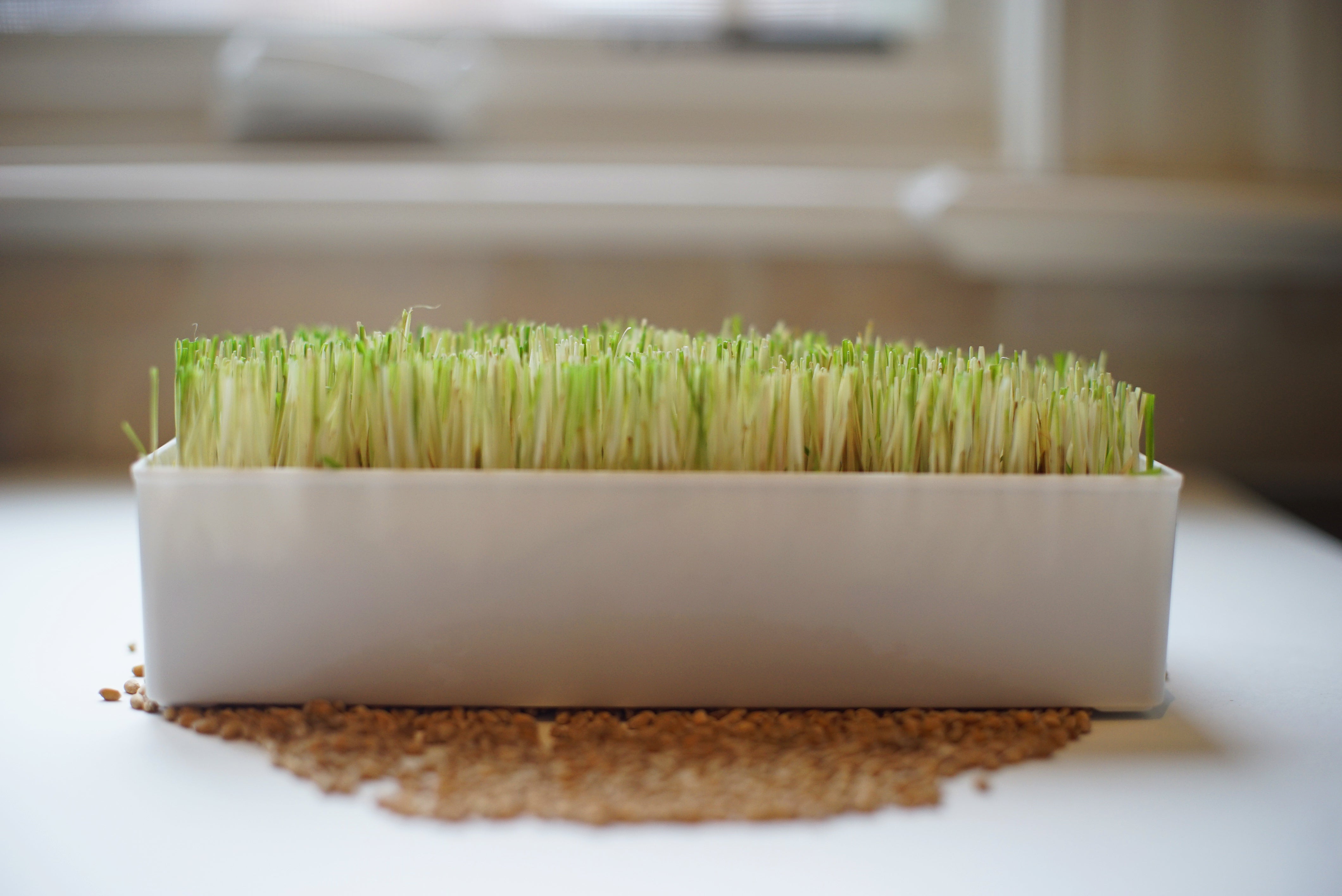 Grow Your Own Wheatgrass Kit - Urban Minimalist