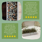 Microgreens Kit Seeds & Soil Refill
