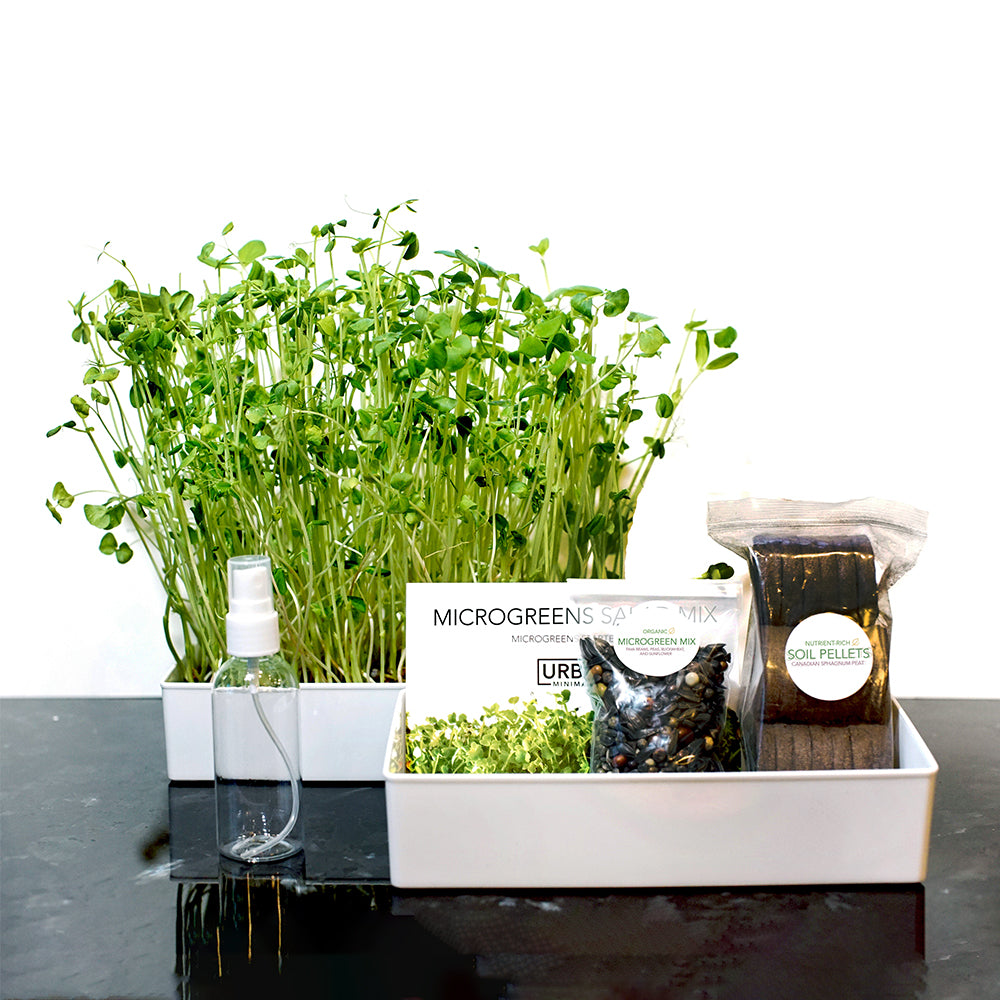Microgreens Starter Kit 3-Pack - Broccoli Brassica, Microgreen Salad Mix & Wheatgrass - Urban Minimalist