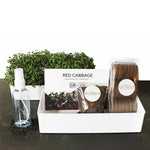Grow Your Own Red Cabbage Microgreens Kit - Urban Minimalist