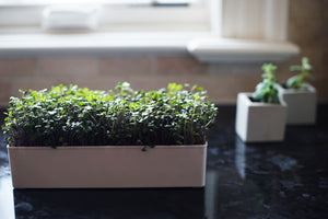 Microgreens Kit Seeds & Soil Refill - Urban Minimalist