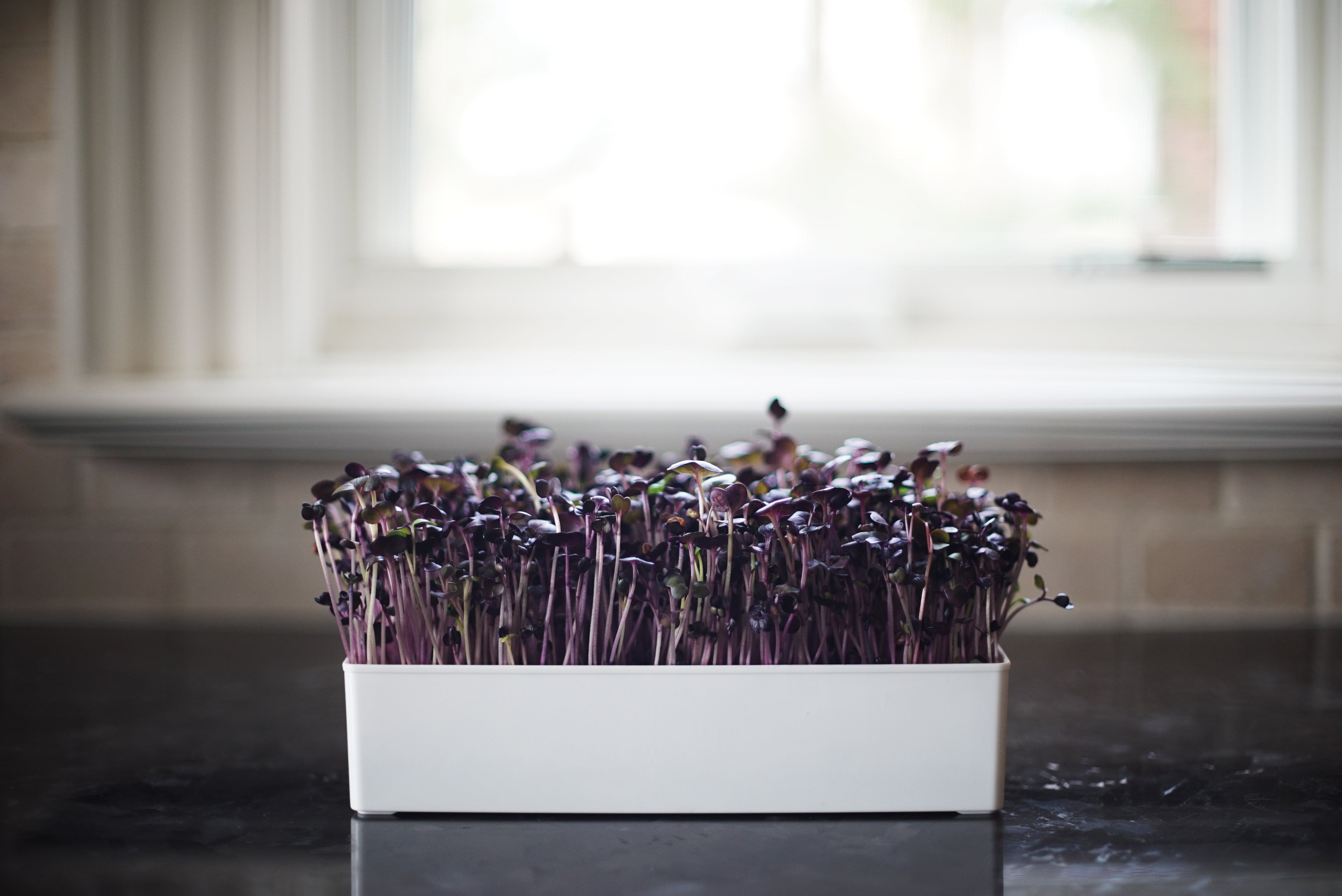Microgreens Kit Seeds & Soil Refill - Urban Minimalist