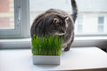 Grow Your Own Cat Grass Kit - Urban Minimalist